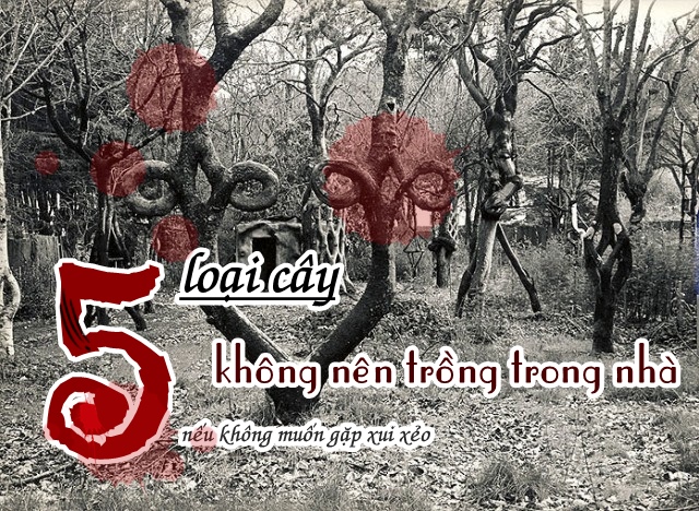 5 loại cây không nền trồng trong nhà nếu không muốn gặp xui xẻo